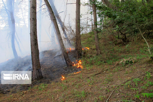 آتش سوزی در جنگل های پره سر رضوانشهر