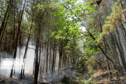 آتش سوزی در جنگل های پره سر رضوانشهر
