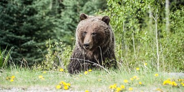 مجروحیت ۲ نفر در پی حمله خرس