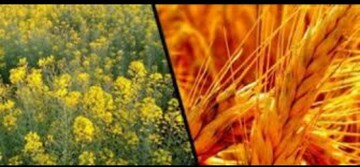 خرید تضمینی بیش از ۲۵ هزار تن گندم و کلزا در لرستان