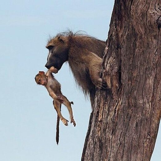 سلطان جنگل،بادیگارد یک بچه میمون شد