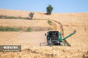 Iran's domestic wheat purchases exceed 10m mt in Mar-Aug