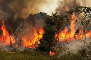 ببینید | مخترعی که جنگل‌ها و مراتع را از خطر آتش سوزی نجات داد