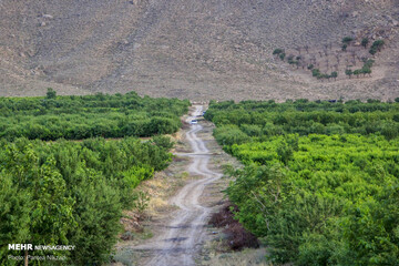برداشت گیلاس از باغات سامان