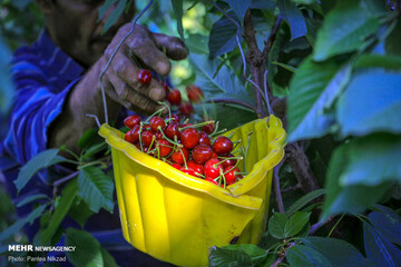 ببینید | این تصاویر دهان شما را آب می‌اندازد