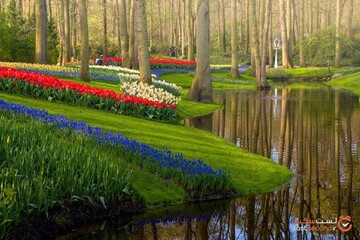 باغ‌های زیبا و بدون بازدیدکننده لاله هلند در دوران کرونا!