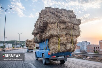 برداشت گندم از مزارع استان مازندران