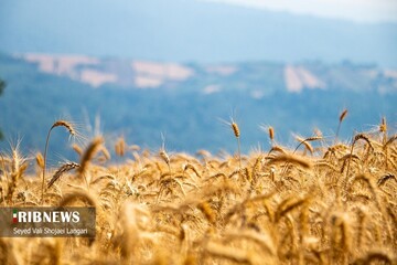 برداشت گندم از مزارع استان مازندران