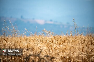 برداشت گندم از مزارع استان مازندران