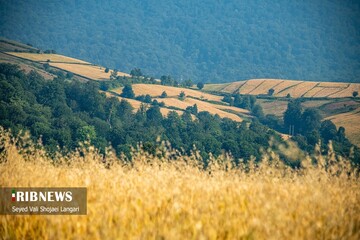 برداشت گندم از مزارع استان مازندران