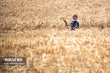 برداشت گندم از مزارع استان مازندران