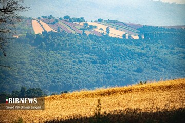برداشت گندم از مزارع استان مازندران