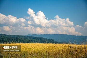 تصاویری دیدنی از برداشت گندم از مزارع مازندران