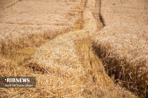 برداشت گندم از مزارع استان مازندران