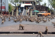 ببینید |  هجوم هزاران میمون به یکی از شهرهای تایلند