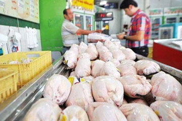 توزیع مرغ دولتی تا رسیدن بازار به قیمت مصوب ادامه دارد