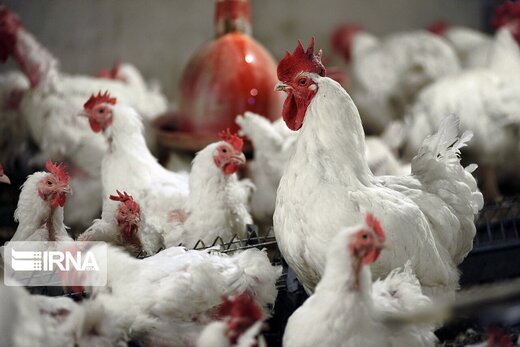 مرغداران باز هم به فکر گرانتر کردن مرغ هستند؛ کیلویی ۱۵ هزار تومان نمی‌صرفد