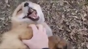 ببینید | روباه‌ها هم قلقلکی هستند