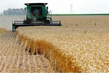 آغاز برداشت خوشه‌های طلایی از گندمزارهای چهارمحال و بختیاری
