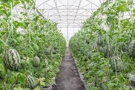 ۱۰۰۰ هکتار گلخانه با تسهیلات بانک کشاورزی در کشور اضافه شد