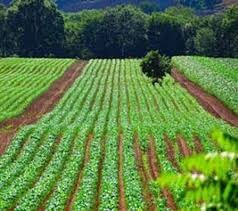 طرح‌های کشاورزی شمال استان کرمان بیش از ۱۶۰۰ میلیون تومان تسهیلات نیاز دارد
