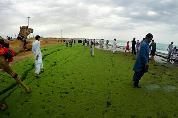 ببینید | پدیده عجیب «ساحل سبز» در مکران بلوچستان
