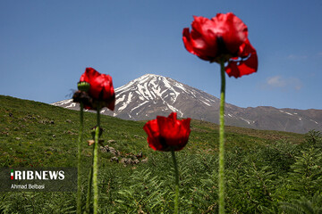 ببینید | دشت لار؛ شقایق‌هایی بر دامان دماوند