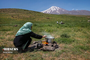 دشت لار؛ شقایق‌هایی بر دامان دماوند
