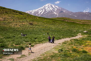 دشت لار؛ شقایق‌هایی بر دامان دماوند