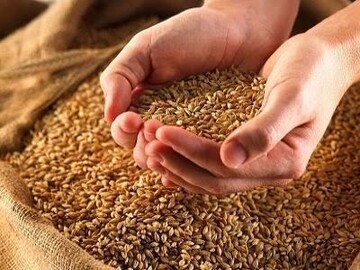 ذخیره سازی ۷۰۰ تن گندم بذری در شوشتر