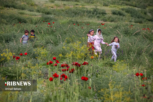 دشت لار؛ شقایق‌هایی بر دامان دماوند