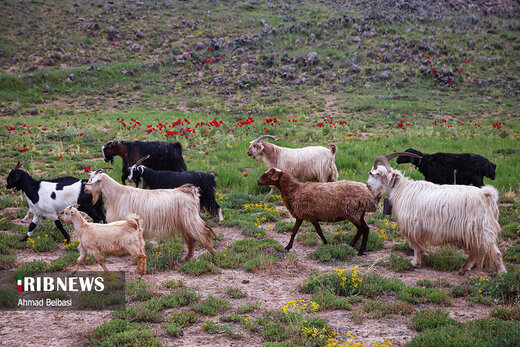 دشت لار؛ شقایق‌هایی بر دامان دماوند