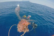 ببینید | نجات نهنگ عنبر از تور ماهیگیری در سواحل ایتالیا