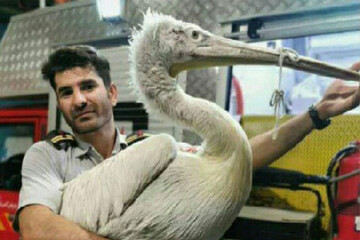 عکس | پلیکان غول پیکر در یک خانه مسکونی در رباط کریم!