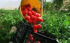  ۲۳۰۰ تن گوجه فرنگی از کشاورزان دزفول خریداری شد