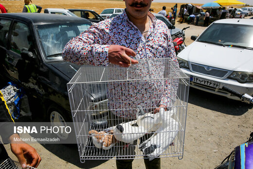 وضعیت قرمز در بازار پرندگان مشهد