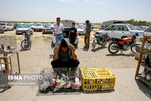 وضعیت قرمز در بازار پرندگان مشهد