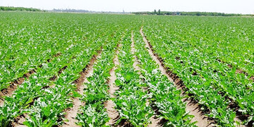 گردش مالی سالانه ۱۵ هزار میلیارد تومانی چغندرقند در آذربایجان‌غربی