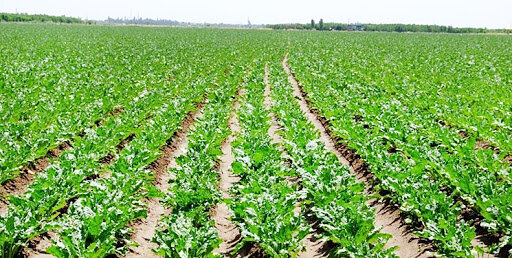 گردش مالی سالانه ۱۵ هزار میلیارد تومانی چغندرقند در آذربایجان‌غربی