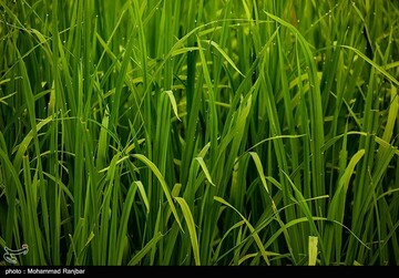 پیچیدن عطر خوش برنج در شالیزار های گیلان