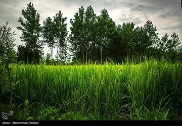 پیچیدن عطر خوش برنج در شالیزار های گیلان