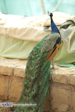 دهکده طبیعت باراجین