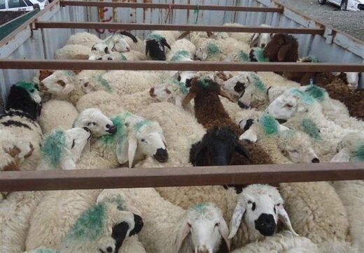 فروش هر کیلو گوشت گوسفند قاچاق در عراق ۵۰ هزار تومان سود دارد