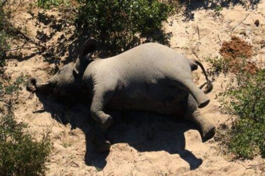 ببینید | مرگ عجیب و تلخ بیش از ۴۰۰ فیل