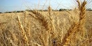 ۱۱ هزار تن گندم از کشاورزان خراسان جنوبی خرید تضمینی شده است