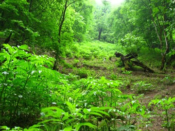 فرماندار ملایر: ۵۰۰ هکتار جنگل به وسعت فضای سبز شهرستان ملایر اضافه شد