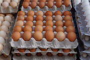 هر کیلو تخم مرغ درب مرغداری چند هزار تومان است؟