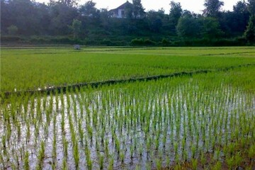بیش از ۱۰ هزار هکتار از اراضی لرستان زیر کشت برنج