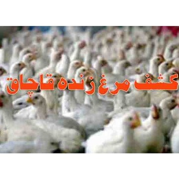کشف ۷ تن مرغ زنده قاچاق در "فارسان" 