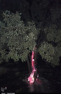 ‌‌روایت تصویری نگران‌کننده از مرگ درختان بلوط در دمچنار